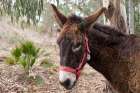 Mijas, Spain. Donkeys at a local animal rescue sanctuary Art Print